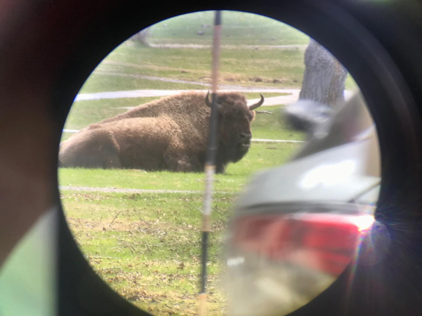 Precast offer on Bison & Calf